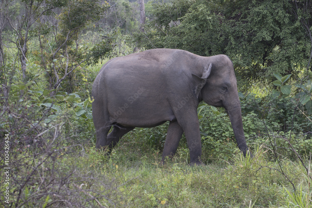 Elefante en Safari fotográfico en parque nacional de Polonnaruwa, Sri Lanka.