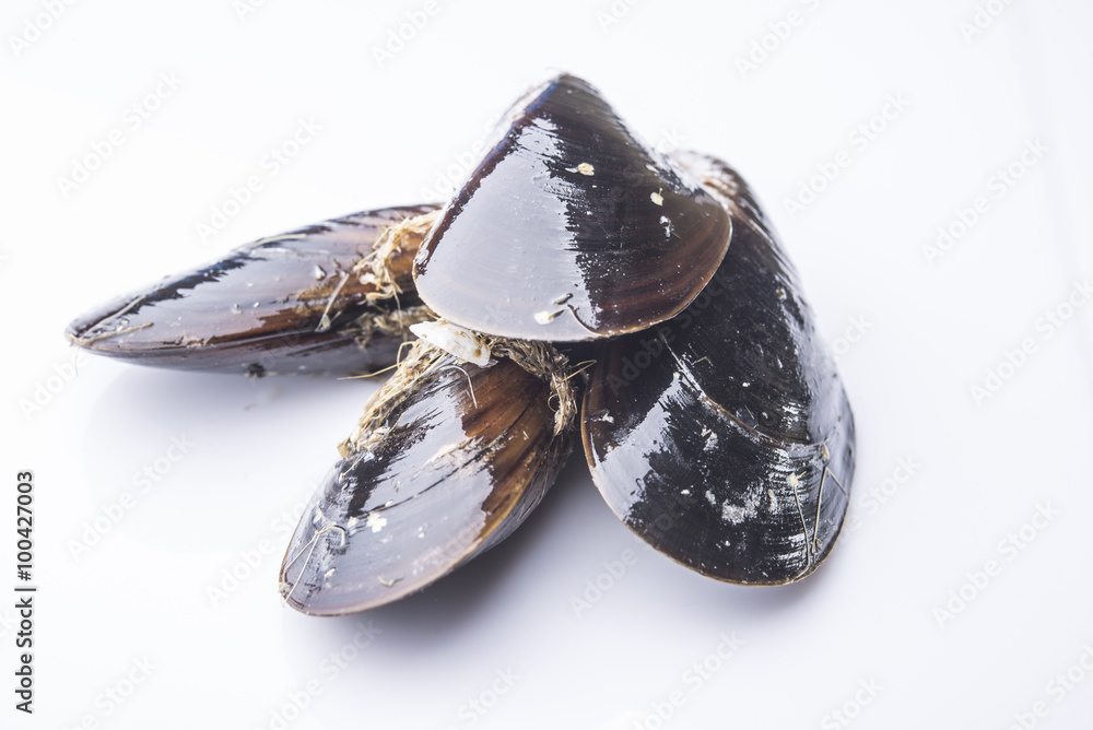 mussels isolated on white background mussels isolated on white background