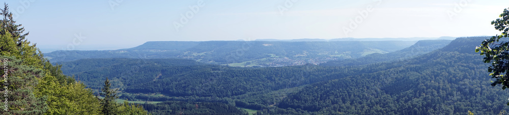 Fototapeta premium Panorama of forest