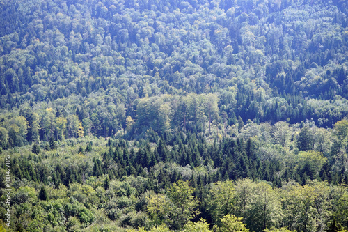 Green forest