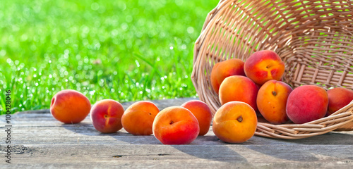 Fototapeta Naklejka Na Ścianę i Meble -  ripe apricots in garden