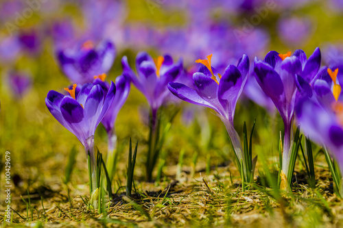 Crocuses in the Tatra Mountain, first springtime flowers