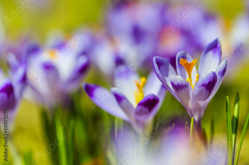 Fototapeta Naklejka Na Ścianę i Meble -  Crocuses in the Tatra Mountain, first springtime flowers