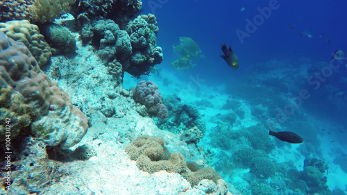 Wallpaper Mural Coral reef and tropical Fish. Torontodigital.ca