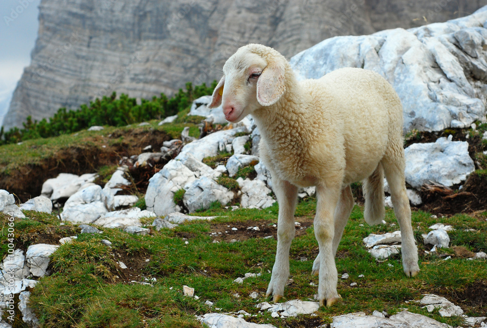 Obraz premium Lamb in the mountains