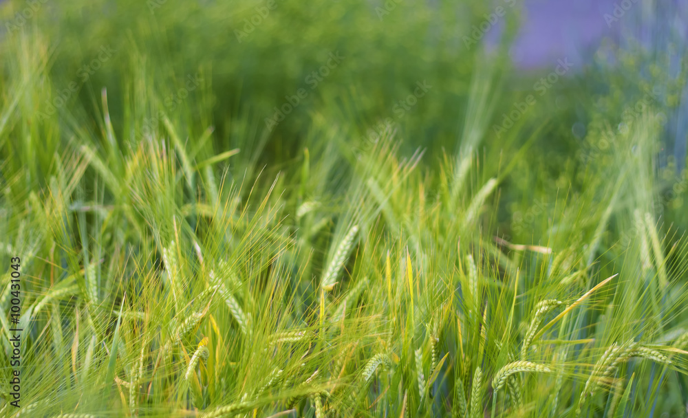 Obraz premium Field close-up as background