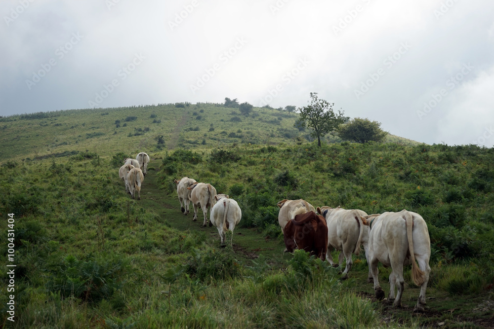 Herd of cows