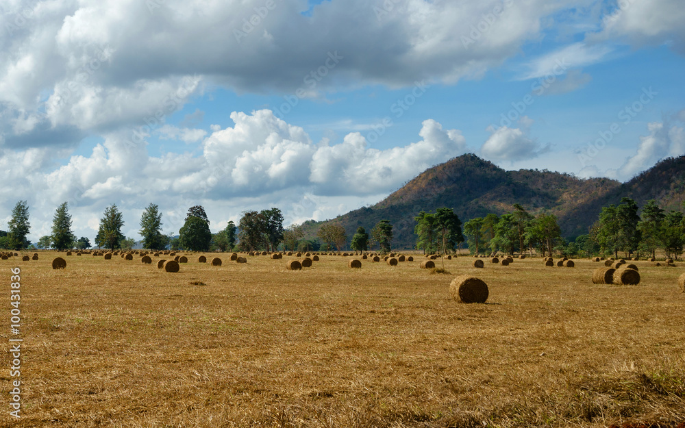 Hay bales on the field in Thailand