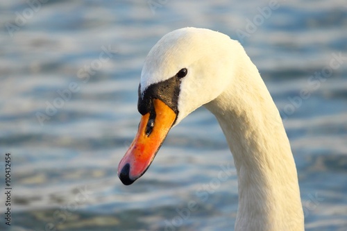 Swan's face