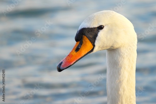 Swan's pose
