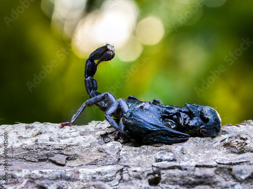 Closeup view of a scorpion in nature.