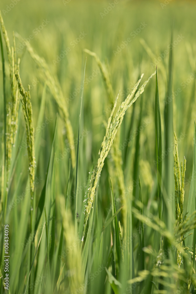 Fototapeta premium Rice spike in the paddy field