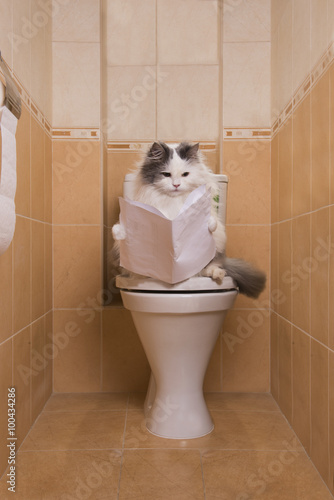 Fototapeta Naklejka Na Ścianę i Meble -  Cat reads the morning newspaper while sitting on the toilet