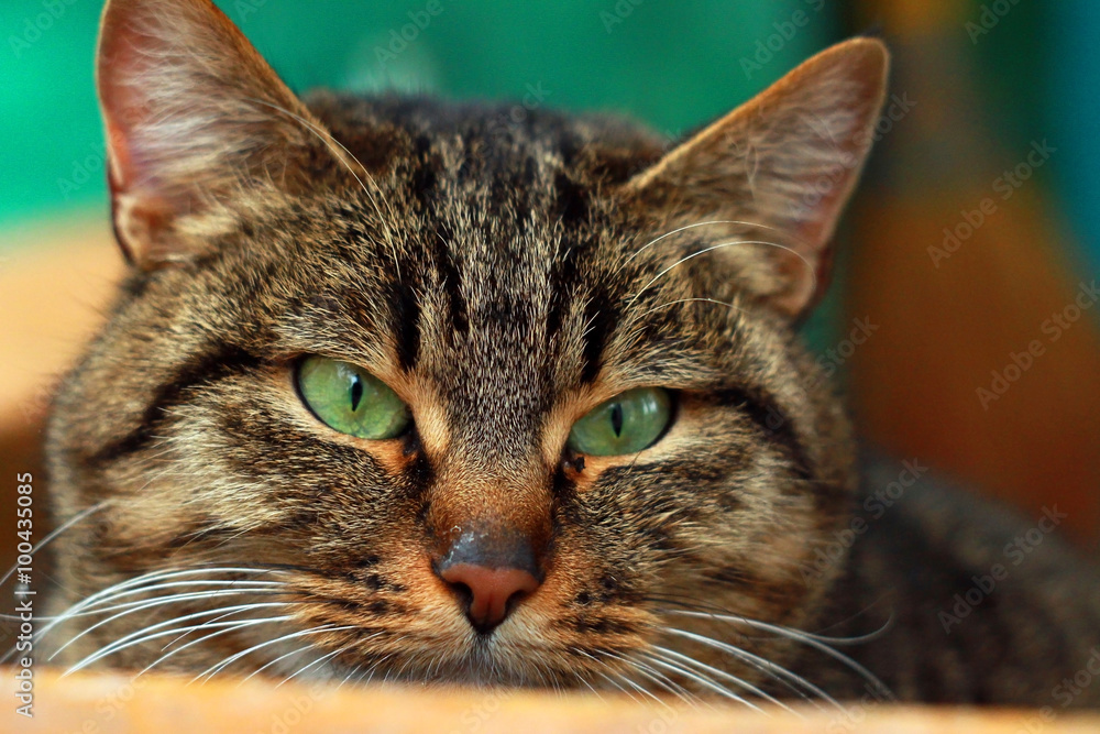 Портрет толстой ленивой полосатой кошки