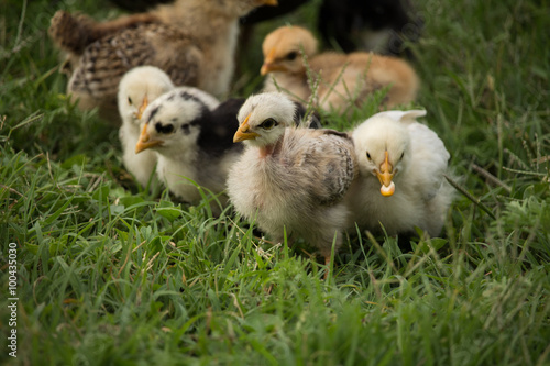 chicks eating grains