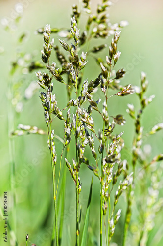 Kentucky bluegrass (Poa pratensis)