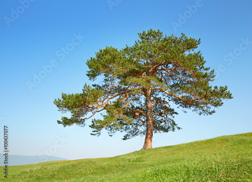 Tree in the field among the hills against the clear blue sky
