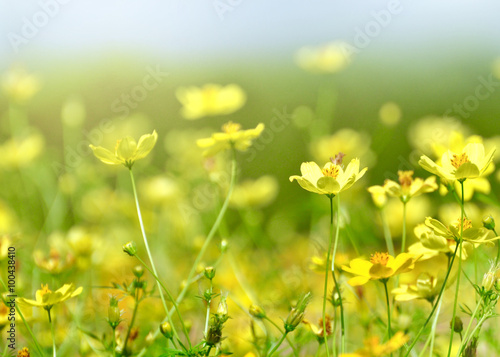 Yellow Cosmos in flower field © niradj
