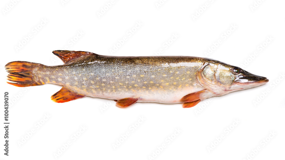 big pike isolated big pike isolated