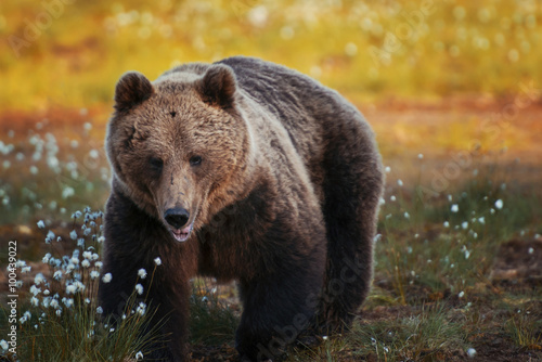 Close-up of a Brown bear walking through a meadow of wildflowers, Central Finland, Finland photo