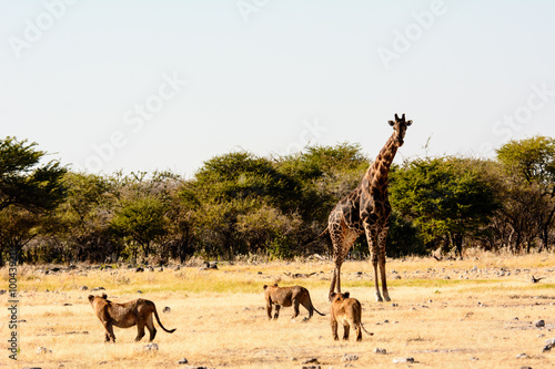 lion cubs watching a giraffe with fear or is it disdain