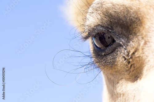 Close-up of a camel's eye, Australia photo