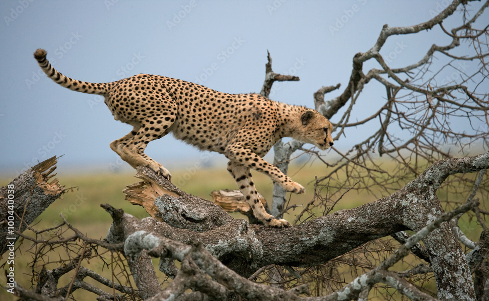 Naklejka premium Cheetah on a tree in the savannah. Kenya. Tanzania. Africa. National Park. Serengeti. Maasai Mara. An excellent illustration.