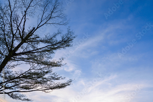 Blue sky with white clouds and silhouette tree