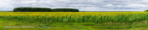 field of sunflowers © alexbush