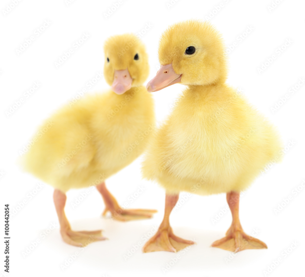 Two yellow ducklings. Two yellow ducklings.