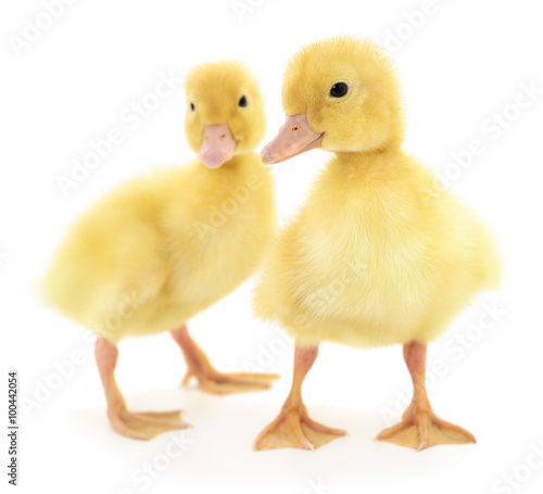 Wallpaper Mural Two yellow ducklings. Torontodigital.ca