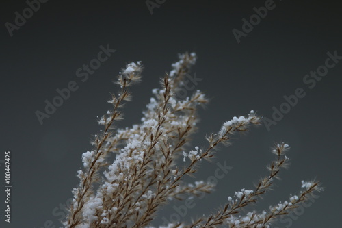 Gras mit Schnee © Andrea Geiss
