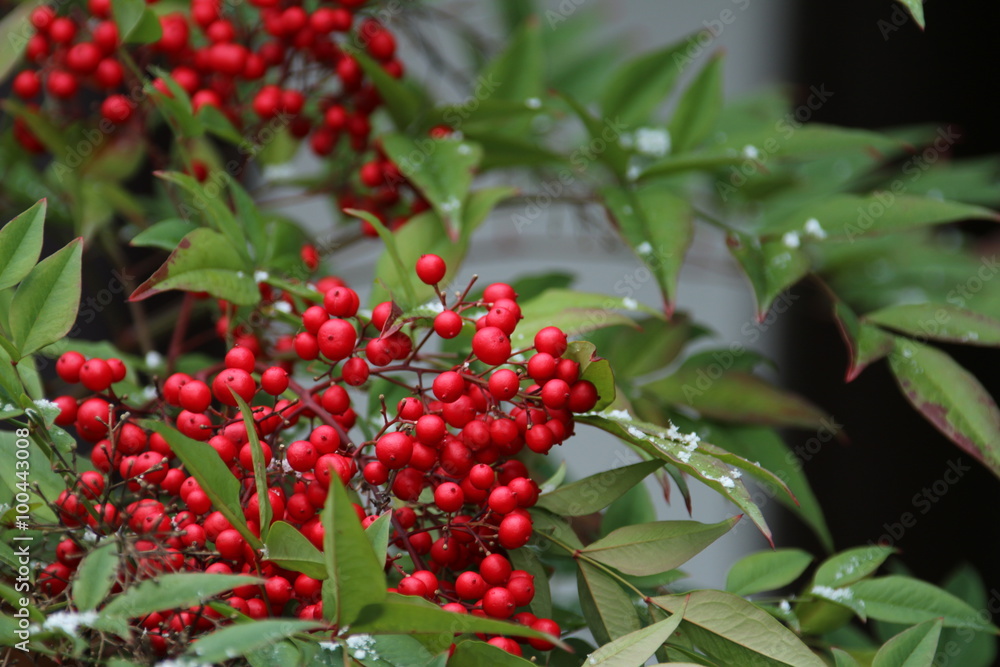 Beeren am Strauch mit Schnee Beeren am Strauch mit Schnee