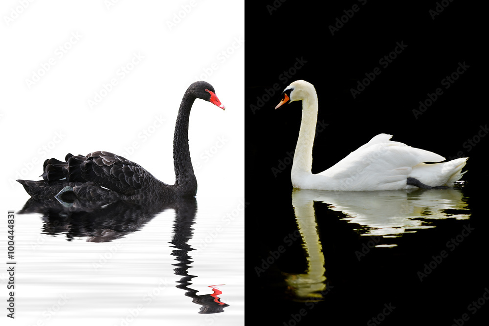 Fototapeta premium Beautiful swan