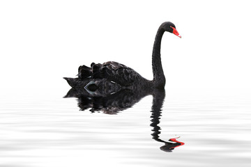 Acrylglasbilder Schwan Schwarzer Schwan auf dunklem Wasser  © Denis Tabler