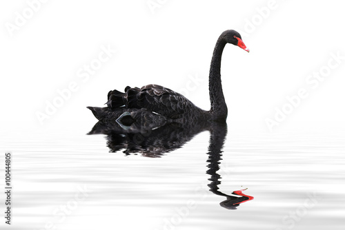 Fototapeta black swan