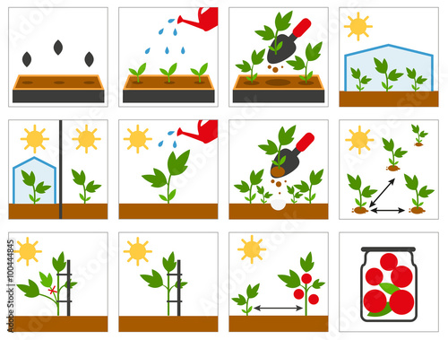 Groving sedlings. Farming seedling. Agricultural engineering