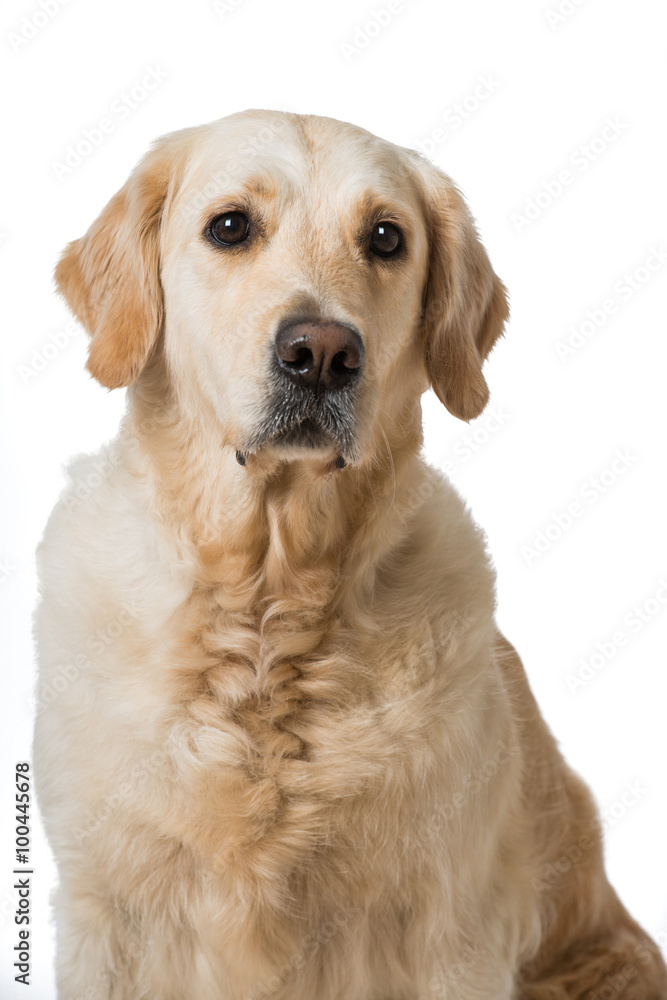 Golden Retriever Golden Retriever