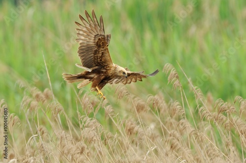 Marsh Harrier (Circus aeruginosus)