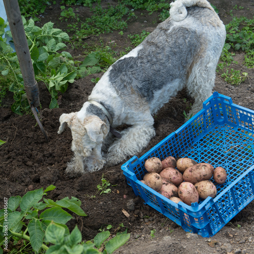 Box with potatoes and a fox terrier