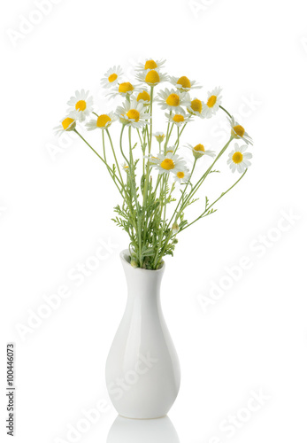 Wallpaper Mural Chamomiles isolated on white background. cutout Torontodigital.ca