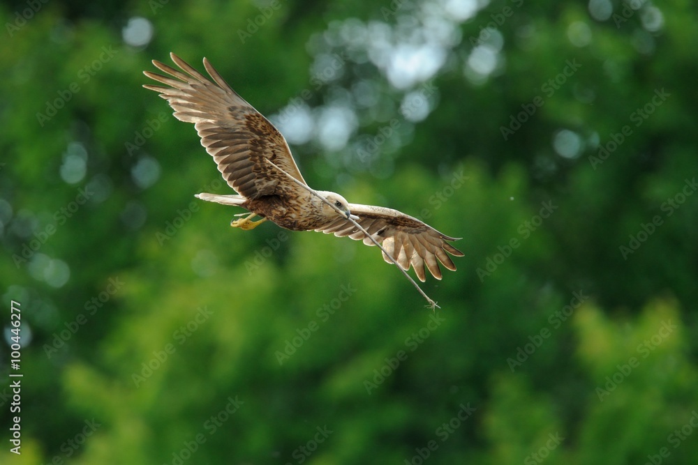 Fototapeta premium Marsh Harrier (Circus aeruginosus)