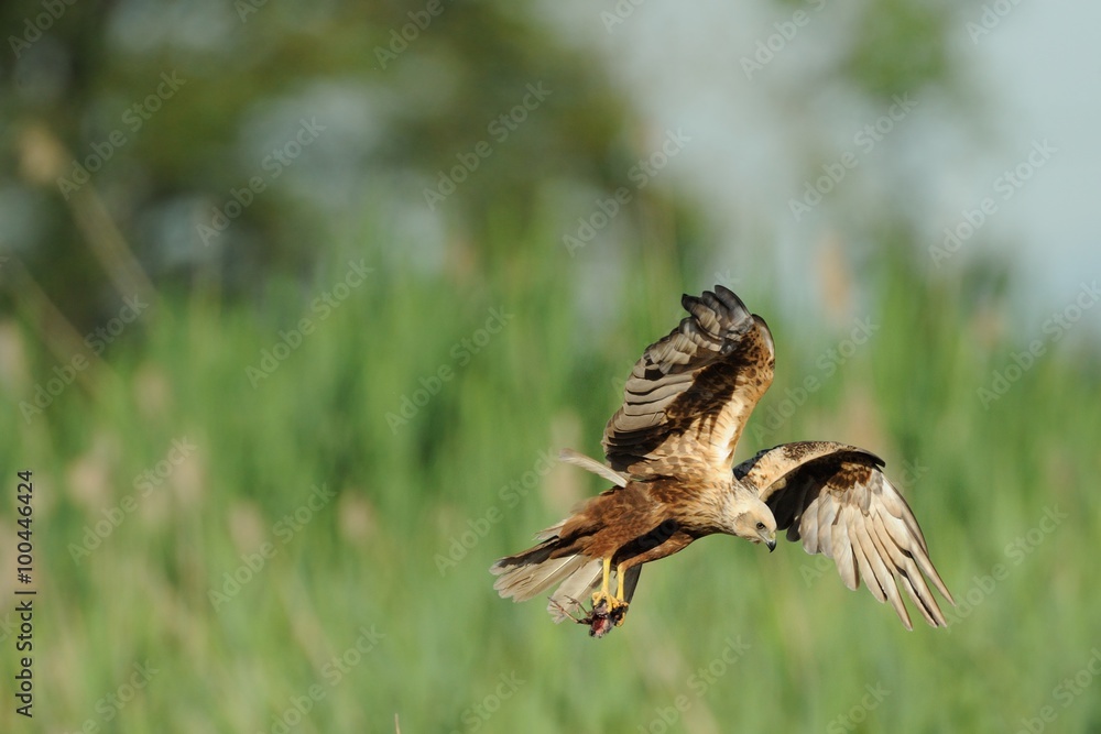 Fototapeta premium Marsh Harrier (Circus aeruginosus)