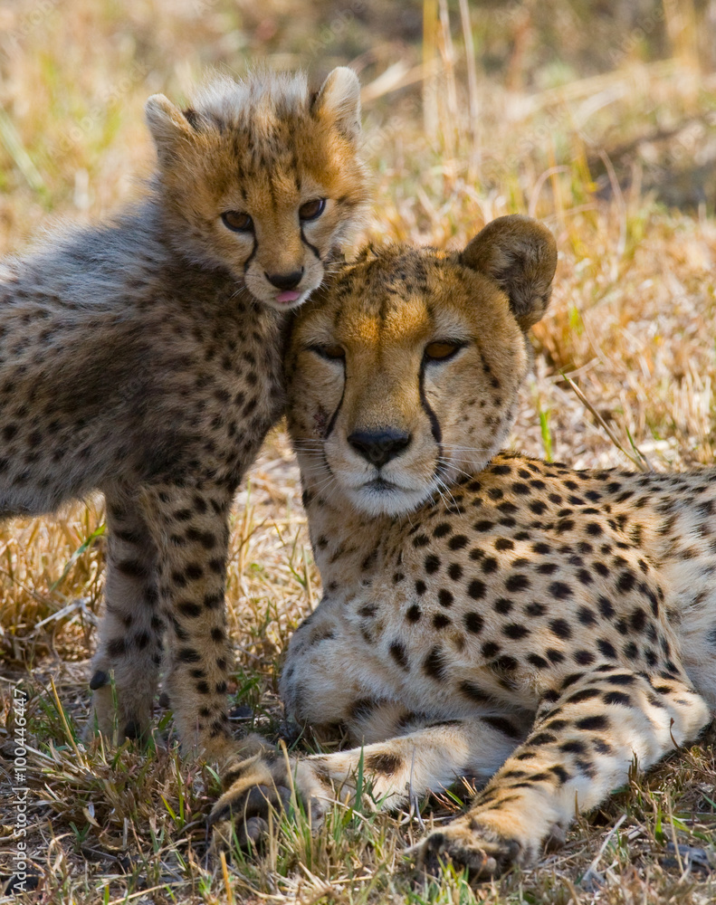 Mother cheetah and her cub in the savannah. Kenya. Tanzania. Africa. National Park. Serengeti. Maasai Mara. An excellent illustration. Mother cheetah and her cub in the savannah. Kenya. Tanzania. Africa. National Park. Serengeti. Maasai Mara. An excellent illustration.