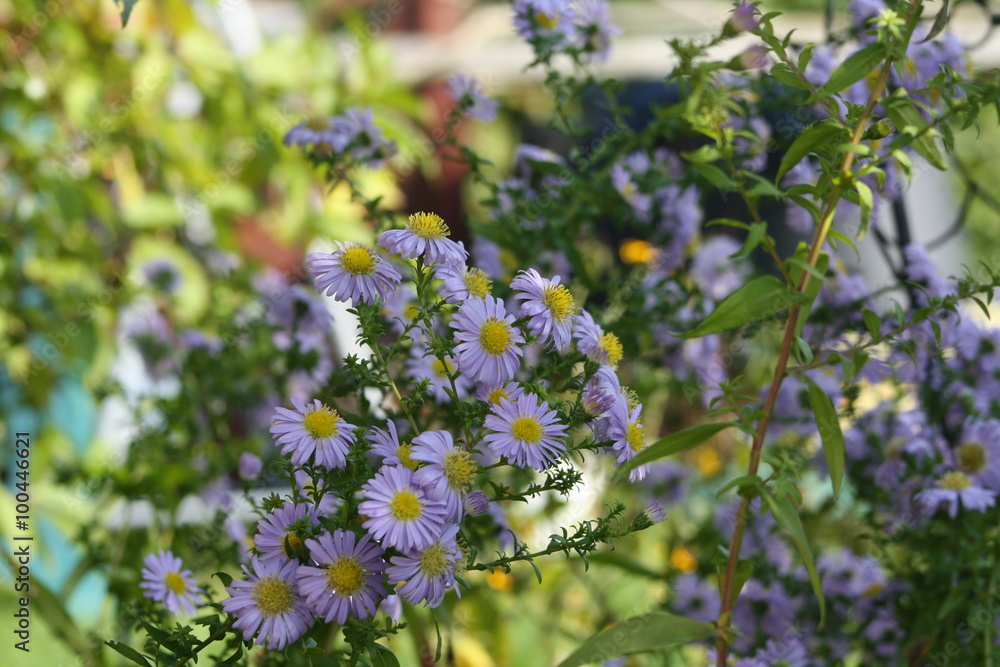 astern, aster, blau, blätter astern, aster, blau, blätter