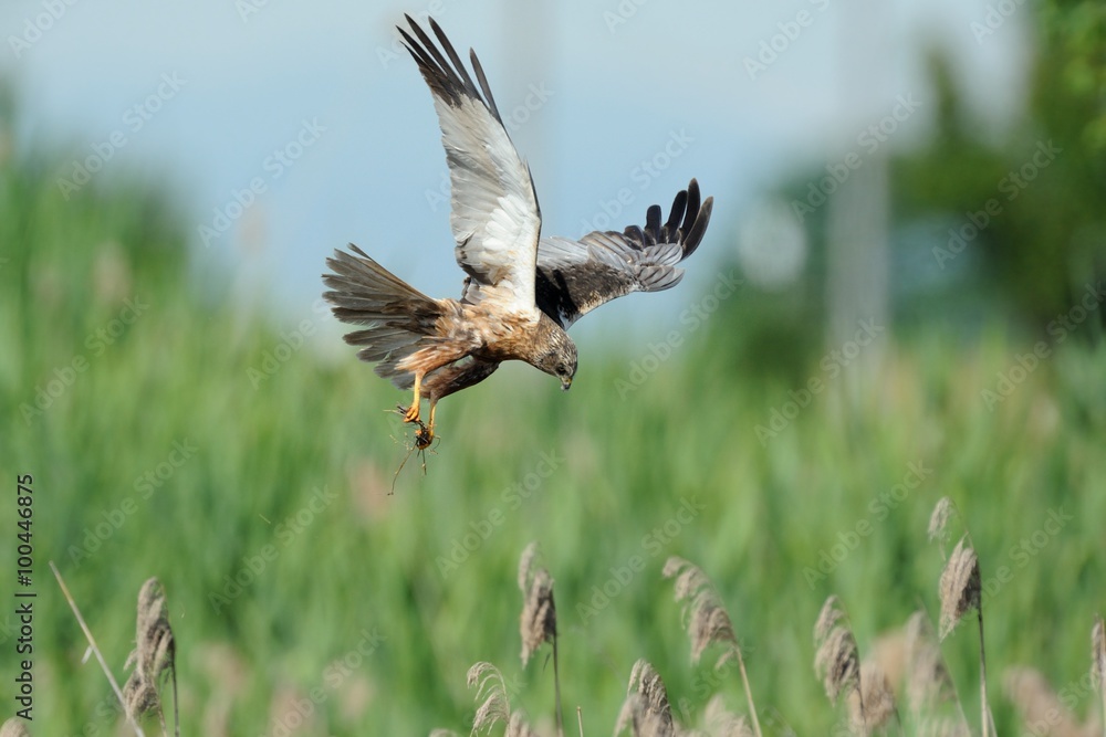 Marsh Harrier (Circus aeruginosus)