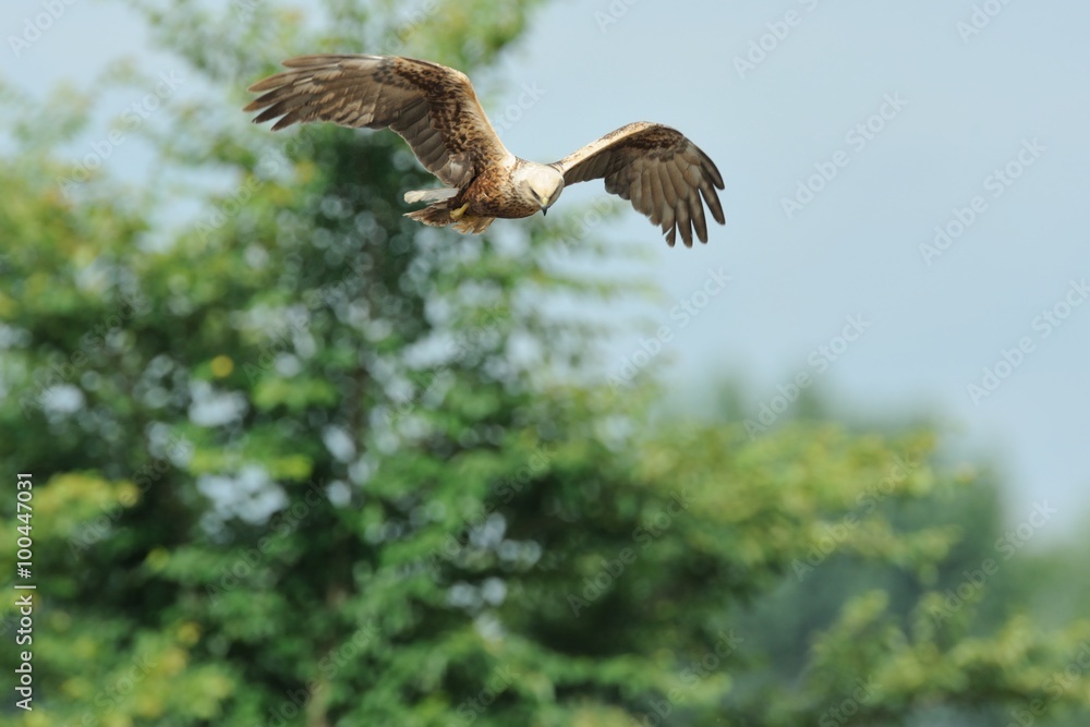 Obraz premium Marsh Harrier (Circus aeruginosus)
