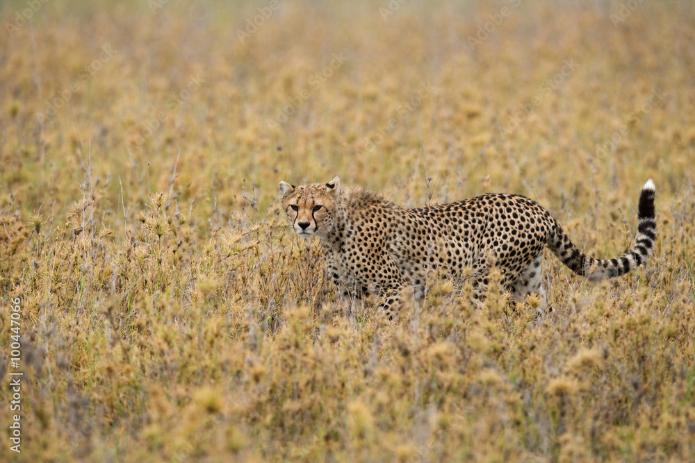 Cheetah in the savanna. Close-up. Kenya. Tanzania. Africa. National Park. Serengeti. Maasai Mara. An excellent illustration.