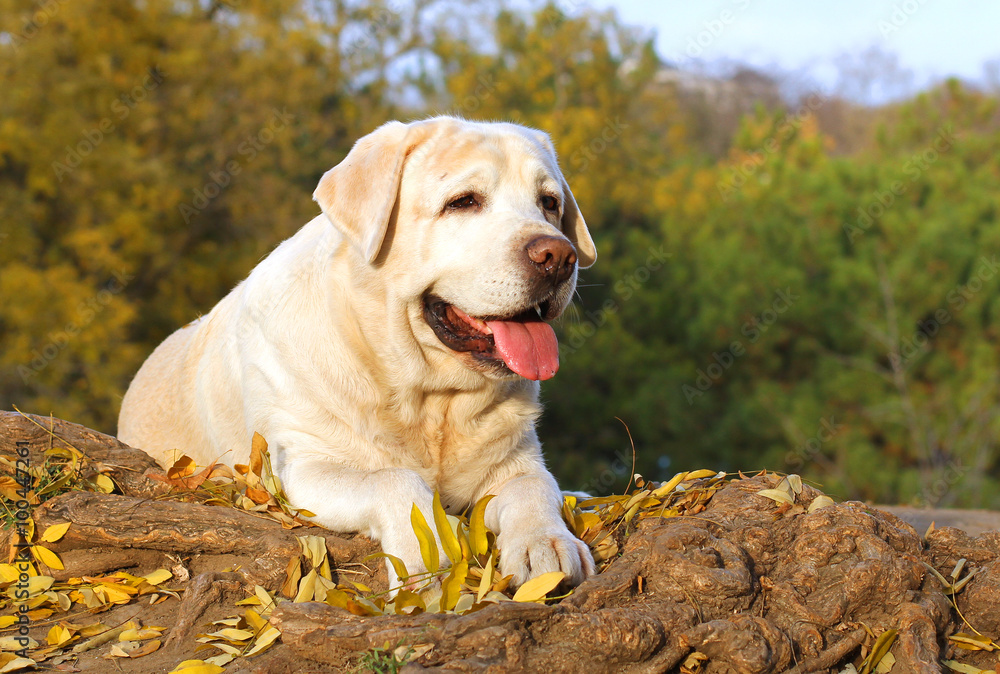 a nice yellow labrador in the park in autumn a nice yellow labrador in the park in autumn