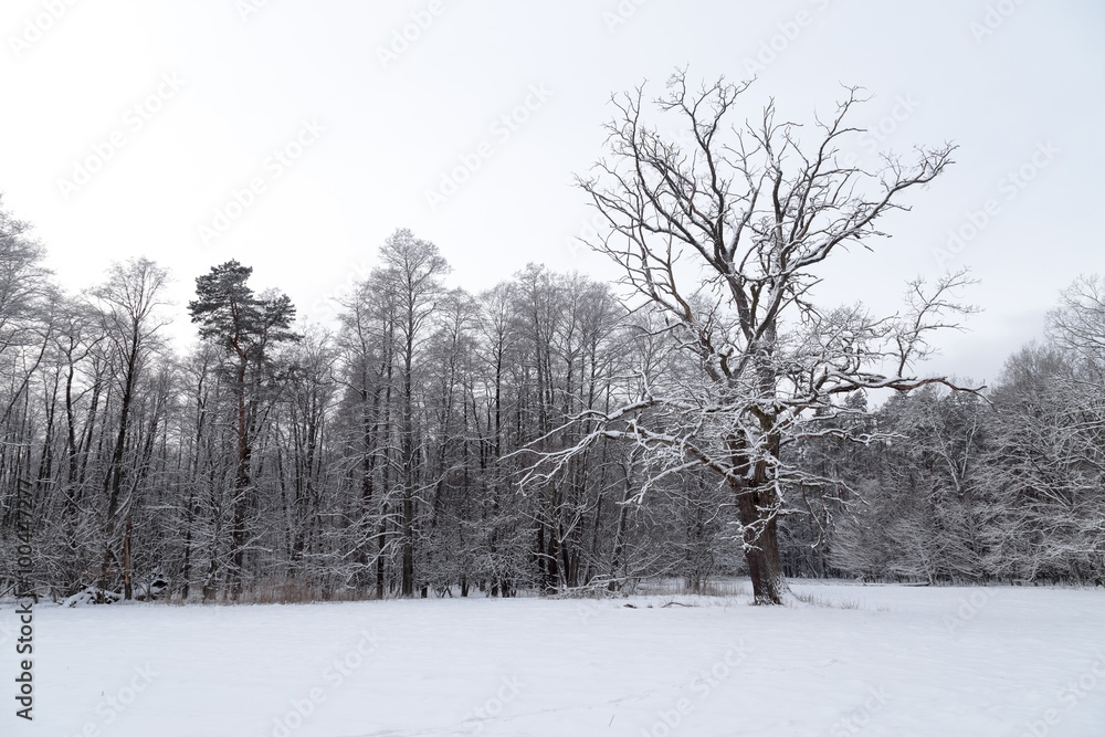 Fototapeta premium Snowy forest landscape with lone standing old oak tree covered up in snow.
